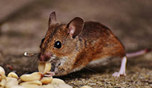 24 Hour & Emergency Exterminators in Driver, AR